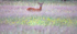 Roe Deer  _ AN 0045
