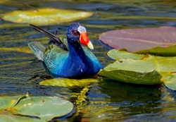 Birds 029
