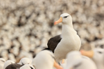 Black-browed Albatross, colony background, Steeple Jason