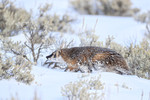 American Badger walking in snow, Yellowstone National Park