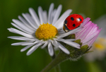 In the world  of Ladybirds