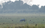 Rhino