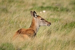 Red Deer