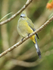 Long-tailed Silky-flycatcher (female), Costa Rica