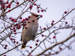 Waxwing
