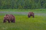 Bears in Field