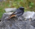 Black Redstart