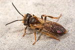 Andrena bucephala (m)