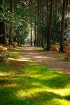 In the Woods