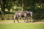 SBM_60048