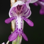 Military Orchid (Orchis militaris)