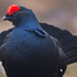 Black Grouse