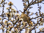 Chiffchaff