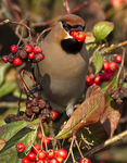 WAXWINGS (ww 11)