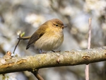 Chiffchaff