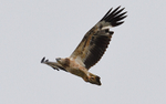 Grey headed fish eagle juvenile