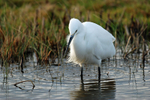 Little Egret