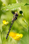 Golden Ringed Dragonfly
