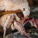 The oak hawk (Marumba quercus )