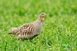 Grey Partridge 020512 26