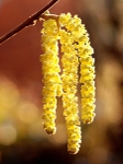 Hazel Catkins