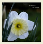 Narcissus 'Ice Follies'