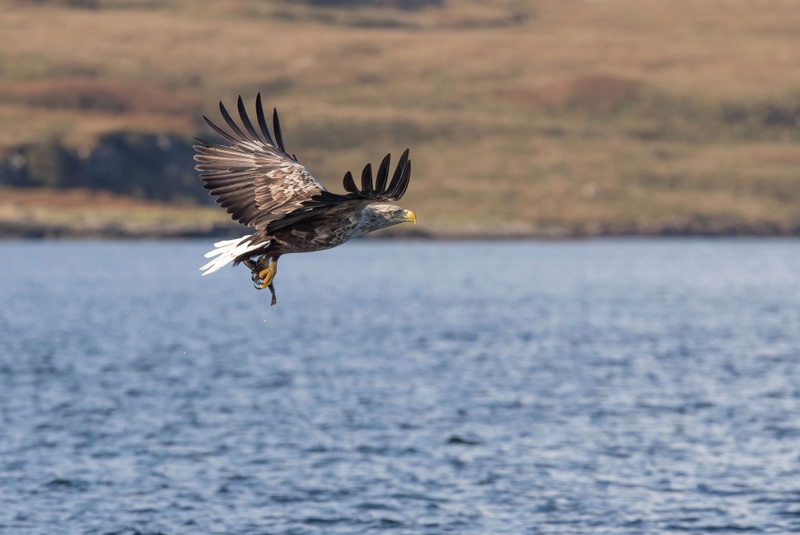 White Tailed Eagle - Isle of Mull - Scotland