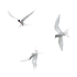 Arctic Terns