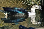 The African Comb Duck or Knob Billed Duck