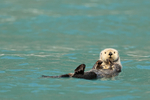 Sea Otter floating green water, Surprise Inlet, Alaska