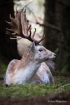 Fallow Deer Resting on the Forest Floor