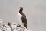 Fife_Gillemot 0011