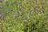 Spring Carpet 2