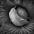 BRASSICA