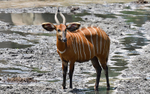 Bongo