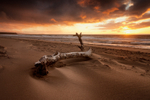 Desolate Beauty