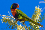 Lorikeet with nectar 3
