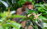 Probiscus Monkey male