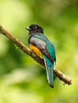 Violaceous Trogon perched on a branch at Leaves and Lizards Retreat