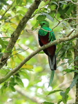 Resplendent Quetzal portfolio