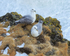 Fulmar pair on ledge, Arnarstapi, Iceland