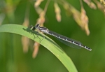 Common Blue Damselfly
