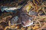 Scyliorhinus canicula