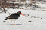 Magellanic Oystercatcher standing on beach, Carcass Island, Falklands