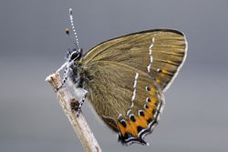 Black Hairstreak