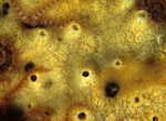 Myxilla incrustans