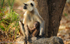 Mother langur and cub.