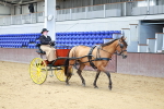 Class 15 - Open Showmans Class portfolio