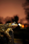 Common Frog in Bristol