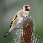 Goldfinch
